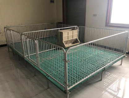 養(yǎng)豬人要發(fā)揮母豬定位欄的優(yōu)勢，避免其不足！